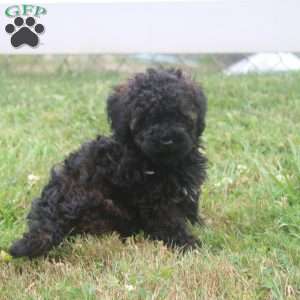 Lilly, Miniature Poodle Puppy